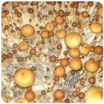 Псилоцибиновые (галлюциногенные)  грибы Psilocybin "Golden Teacher" в Абнинске